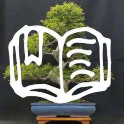 A Guide to Our Indoor Bonsai