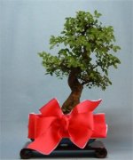 Bonsai as a Gift