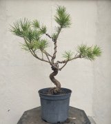 Semi trained Japanese Black Pine