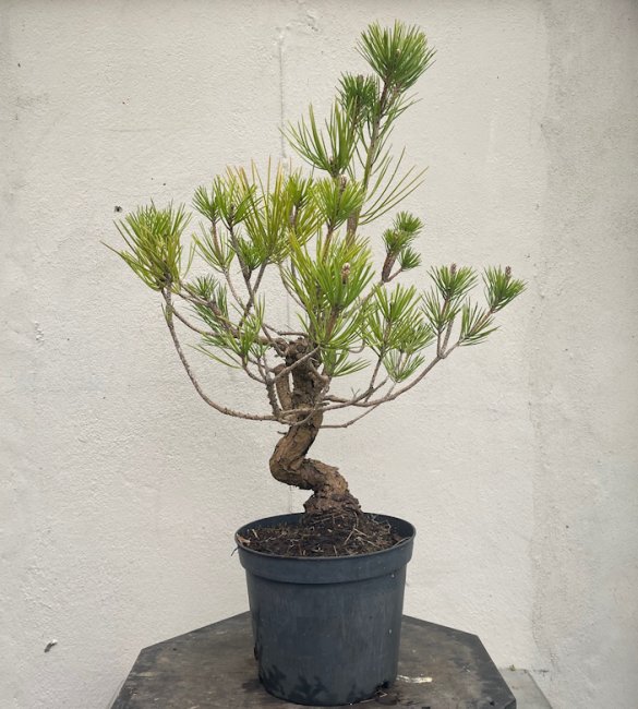 Semi trained Japanese Black Pine Bonsai Tree - BP281