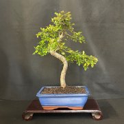 Chinese Elm