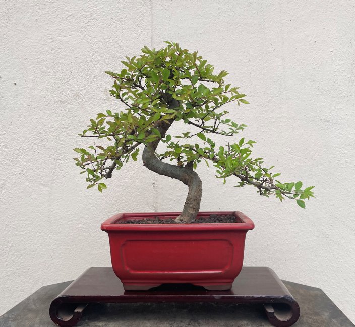 Chinese Elm - Click Image to Close