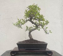 Chinese Elm