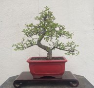 Chinese Elm