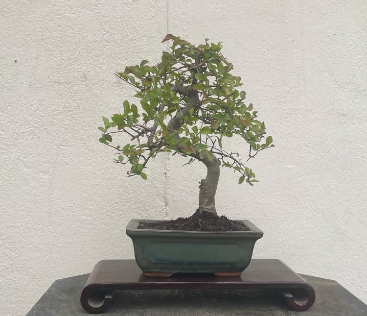 Chinese Elm - Click Image to Close