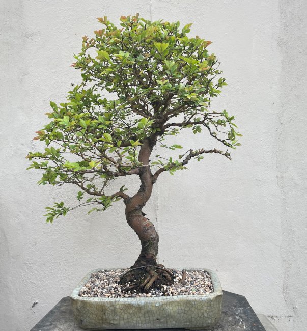 Chinese Elm - Click Image to Close