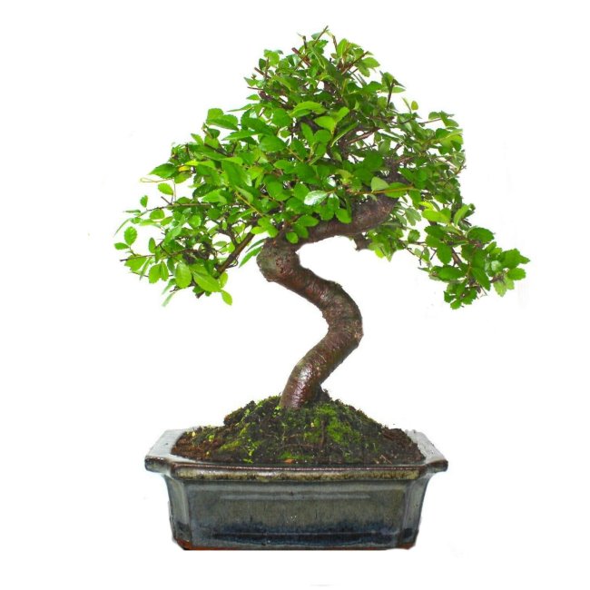 Chinese Elm - Click Image to Close