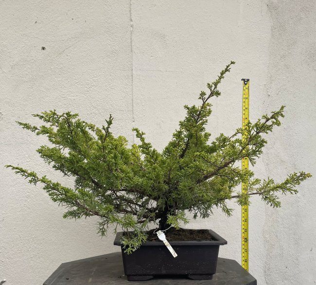 Semi Trained Chinese Juniper Bonsai Tree "Itoigawa" - CJ464