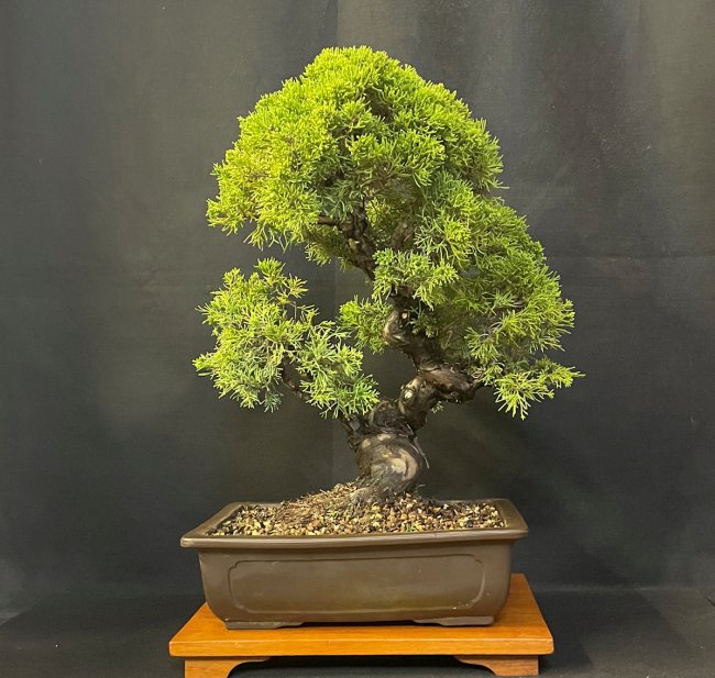 Chinese Juniper Bonsai Tree "itoigawa" - CJ467