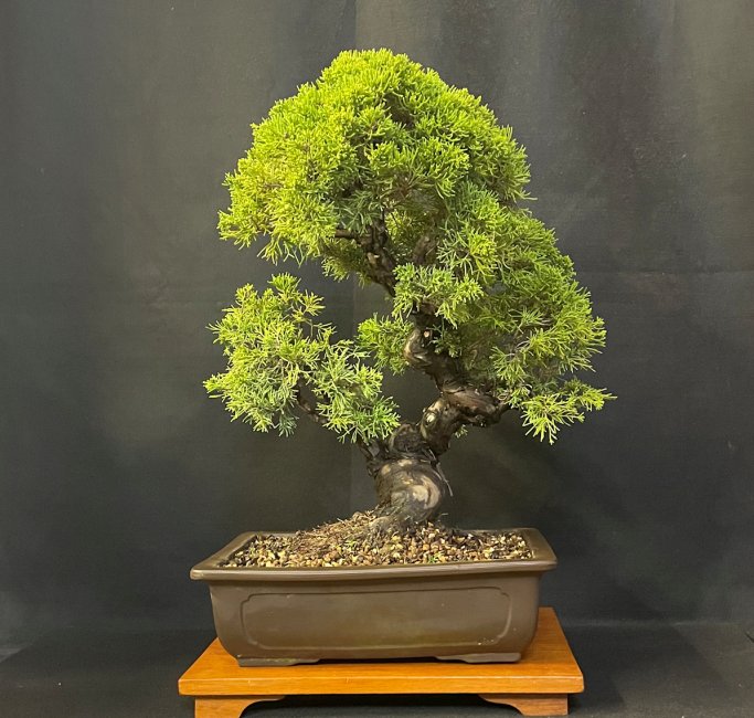 Chinese Juniper "itoigawa"