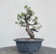 Semi Trained Chinese Juniper - Itoigawa