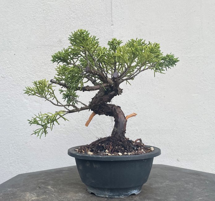 Semi-trained Chinese Juniper Bonsai - CJ474