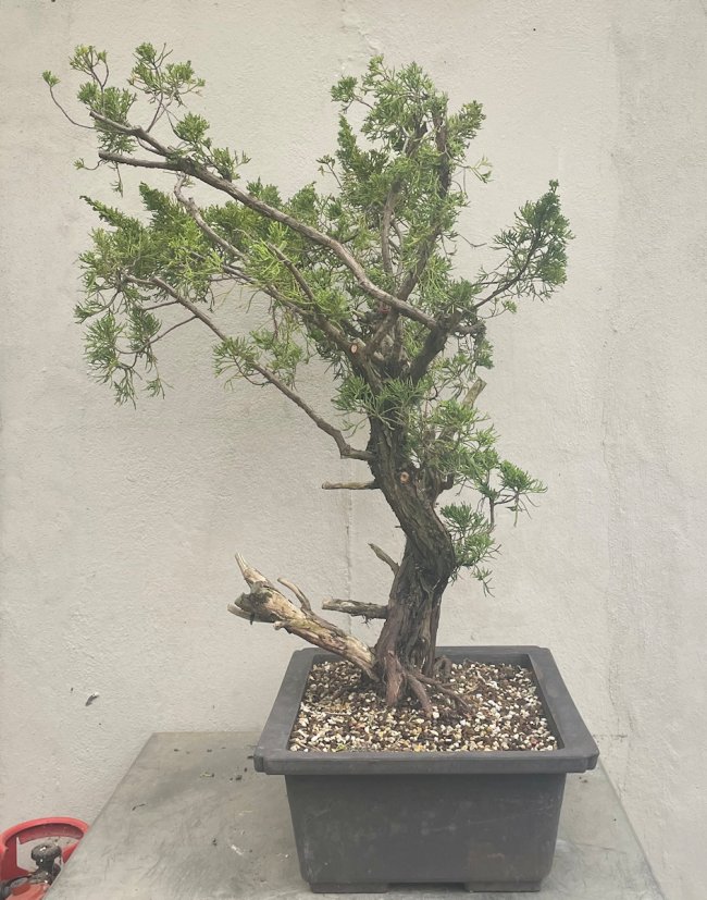 Yamadori Semi Trained Chinese Juniper Bonsai Tree - CJ482