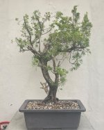 Yamadori Semi Trained Chinese Juniper Bonsai Tree - CJ482