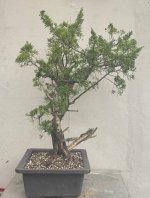 Yamadori Semi Trained Chinese Juniper Bonsai Tree - CJ482