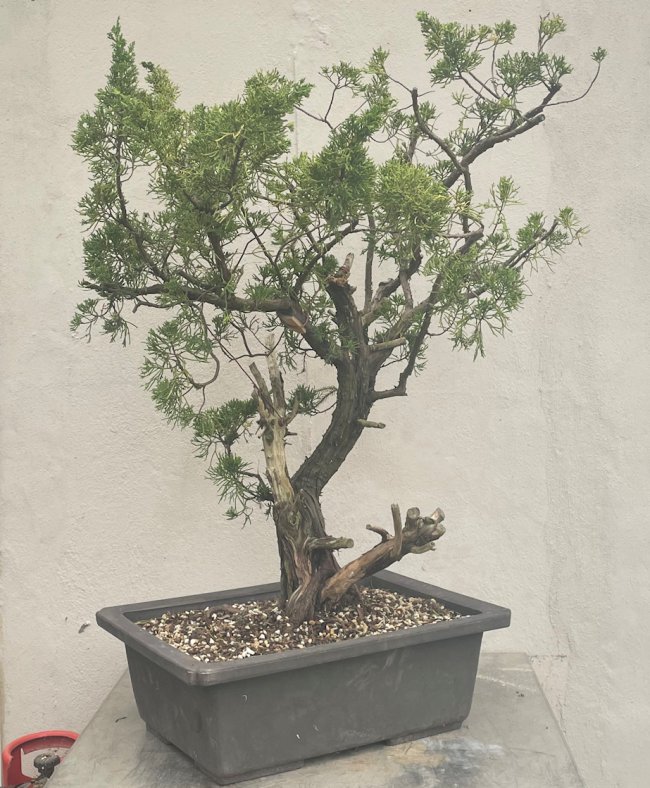 Yamadori Semi Trained Chinese Juniper Bonsai Tree - CJ482