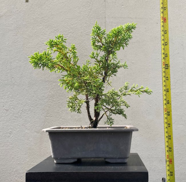 Semi Trained Chinese Juniper Bonsai Tree "Itoigawa" - CJ483