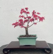 Japanese Maple - Deshojo