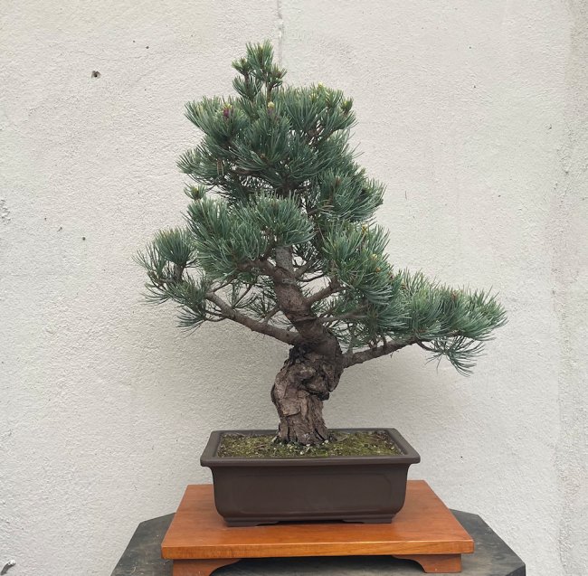 [DUPLICATE] Japanese White Pine