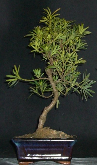 Podocarpus or Buddhist Pine