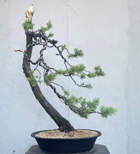 Yamadori Scots Pine Bonsai Tree - SP246