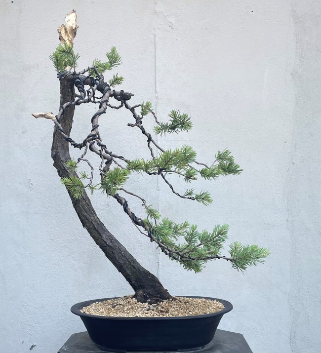 Yamadori Scots Pine Bonsai Tree - SP246